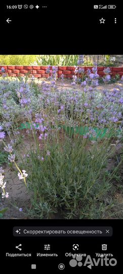 Лаванда узколистная