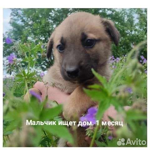Щенок в добрые руки