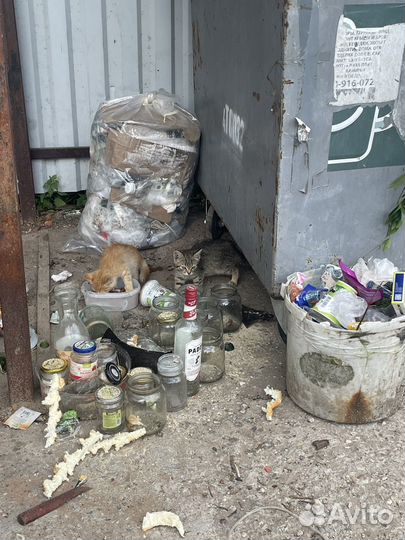 Спаси жизнь котенку, котята ищут дом и семью