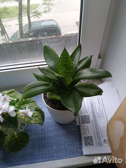 Каланхоэ цветущий и сансевиерия Ханни