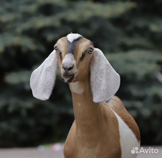 Англо-нубийские козлята