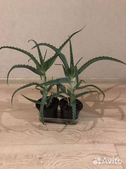 Алое- цветок