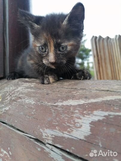 Котята 1,5 месяца