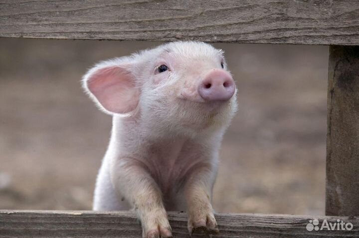 Вахта/город орёл/уход за животными