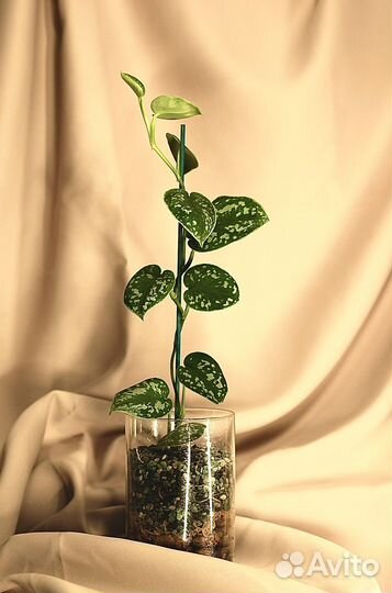 Сциндапсус пиктус (пятнистый) пересажен в субстрат