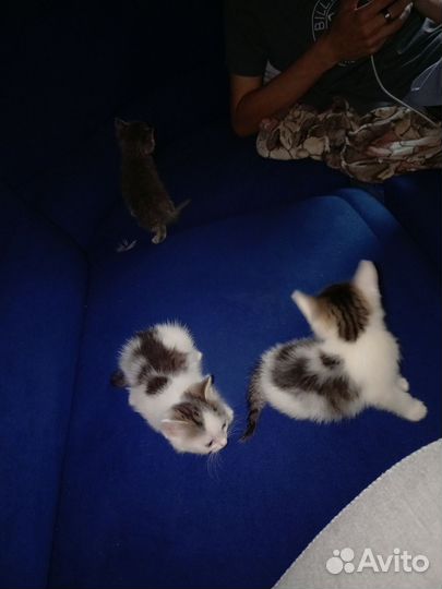 Котята отдам в добрые руки бесплатно