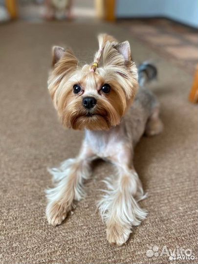 Йоркширский терьер