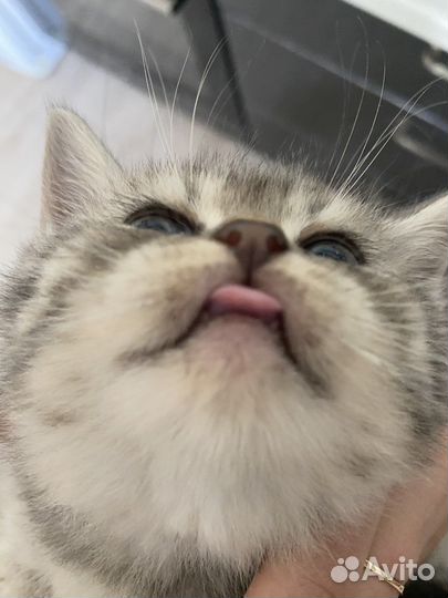 Британские котята