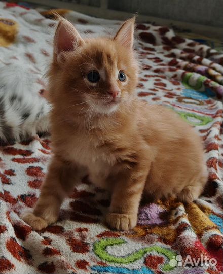 Котёнок мейн-кун