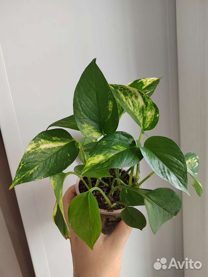 Сциндапсус эпипремнум золотистый