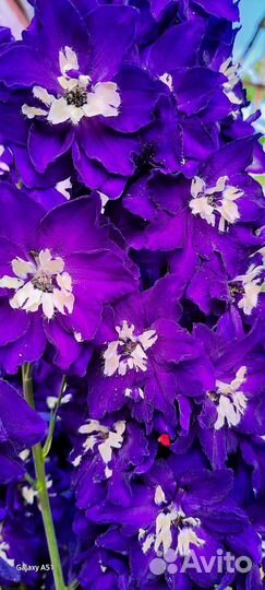 Многолетние цветы для сада