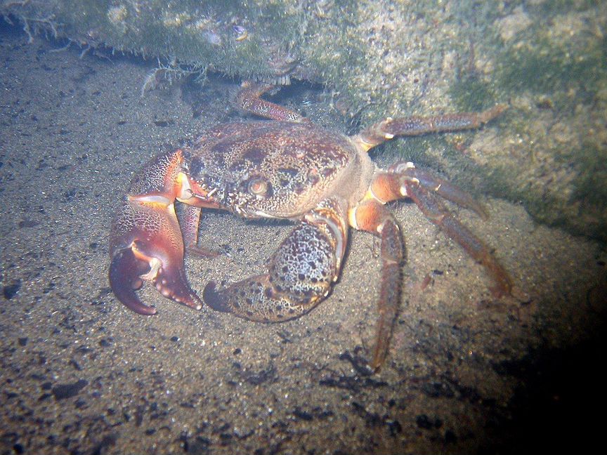 Краб в морской аквариум