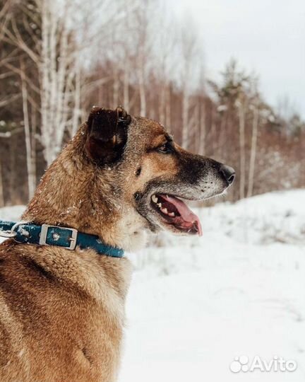 Бельгийская овчарка малинуа фенотип