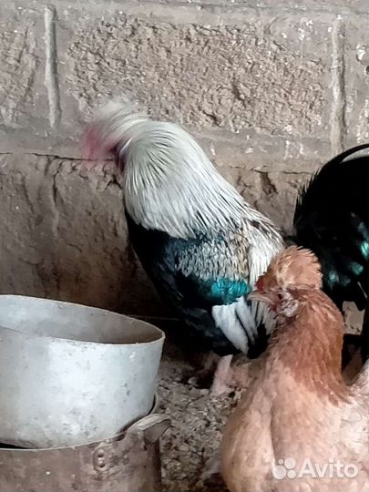 Карликовые куры