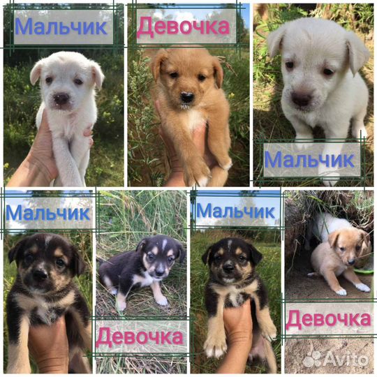Щенки