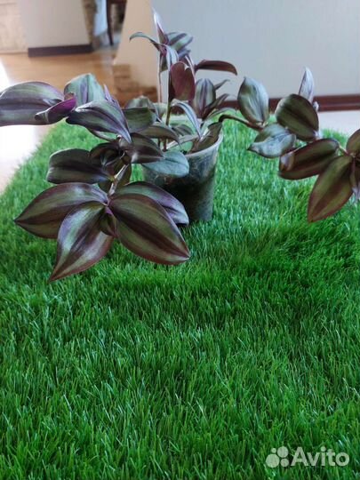 Традесканция зебрина