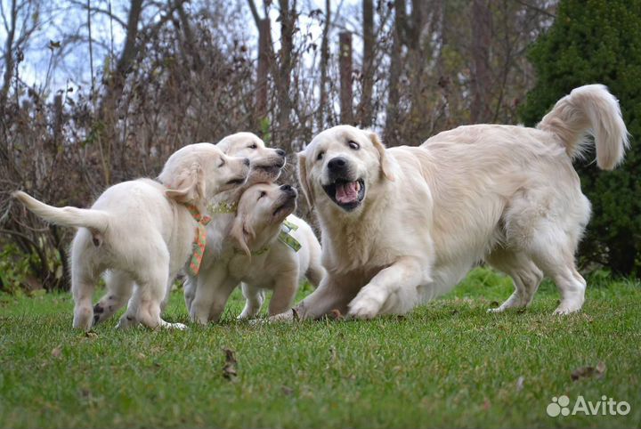Щенки голден ретривера