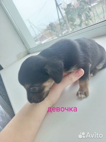 Помесь таксы
