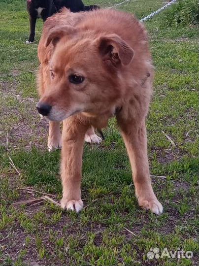 Стрелка ищет любящих хозяев