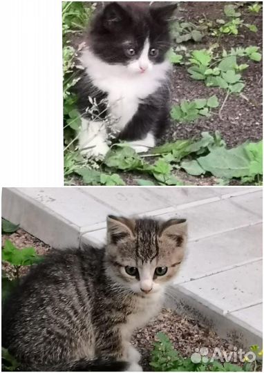 Черные и рыжие котята