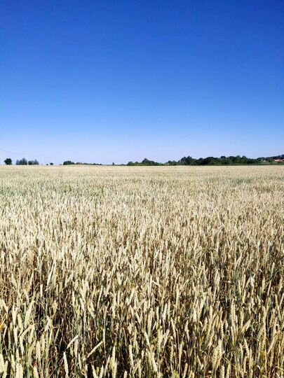 Участок 2,5 га (ИЖС)