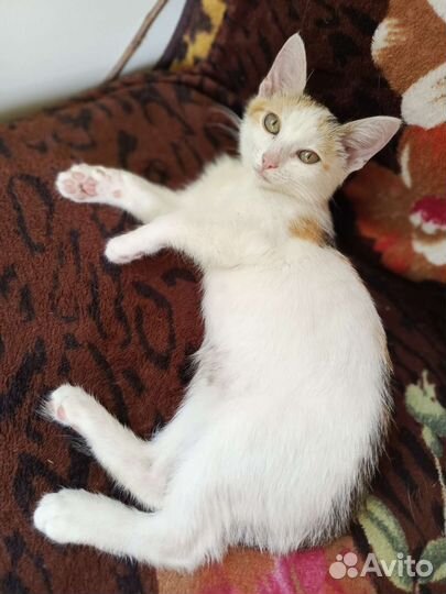 Котенок трехцветный