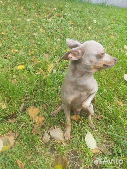 Русский той-терьер вязка