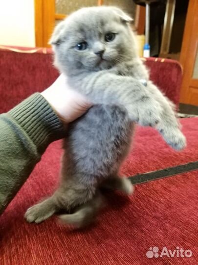 Шотландские котята
