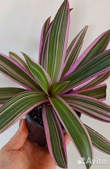 Корделина фрутикоза комнатные растения цветы