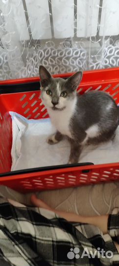 Котëнок ср0чн0