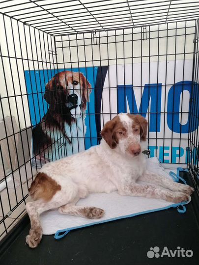 Собака в добрые руки