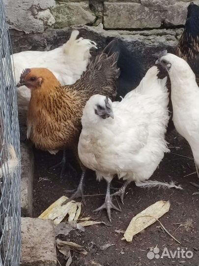 Ия Лакеданцзи бел,чер,расписной