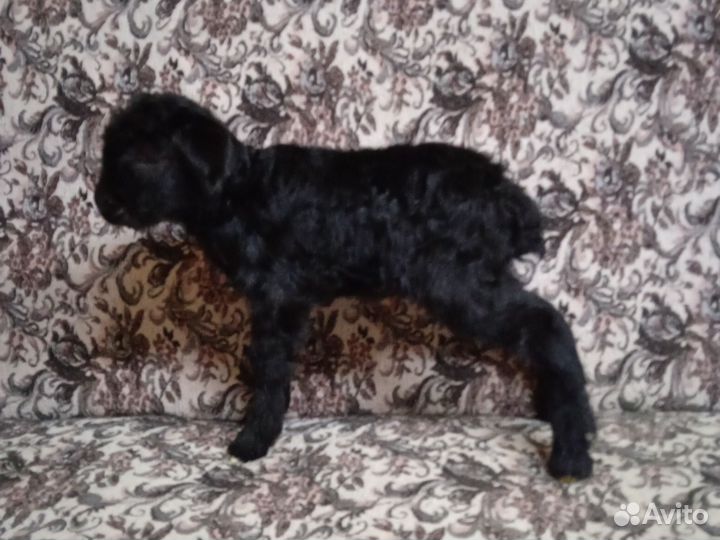 С/х животные козлята