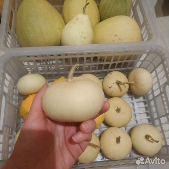 Тыква декоративная