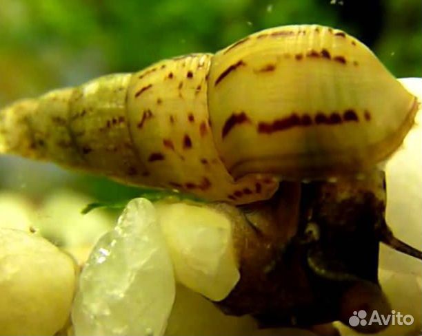 Улитка Мелания