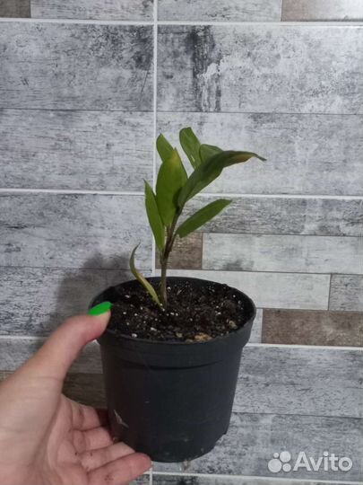 Замиокулькас