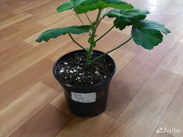 Пеларгония герань