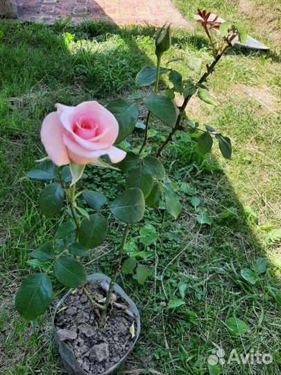 Саженец розы