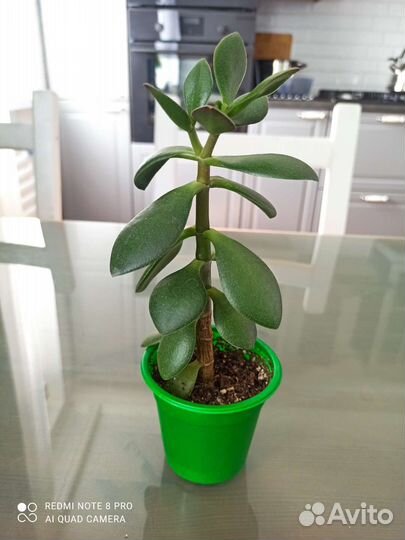 Комнатные растения