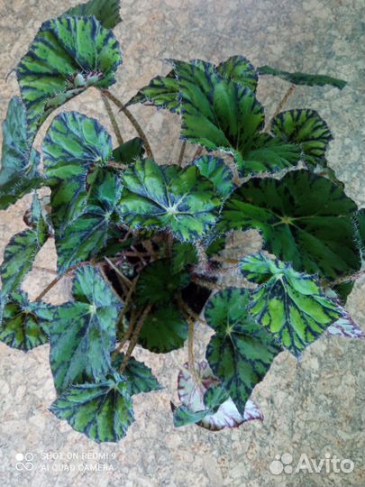 Бегония саламандра