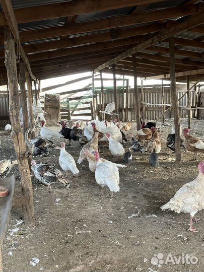 Индюки домашние