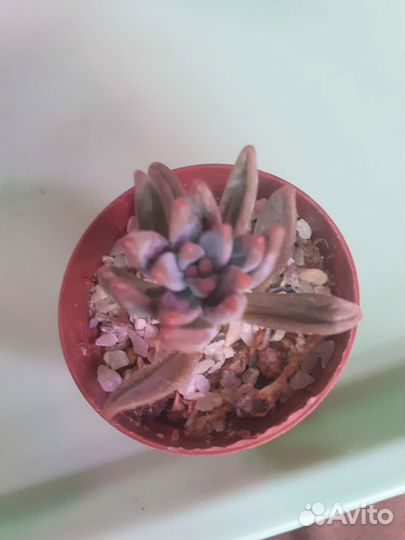 Суккуленты