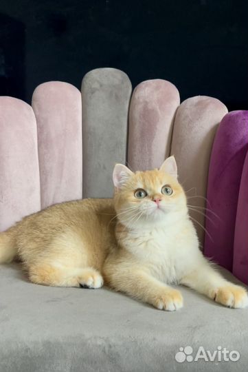 Британская золотая шиншилла ny12 шоу класс Елла