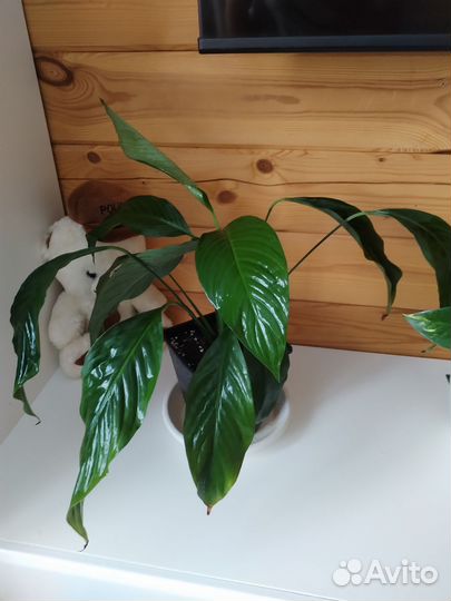 Спатифиллум