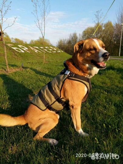 Пошив одежды для собак