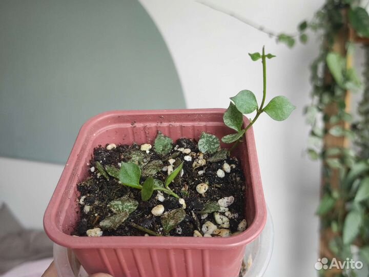 Хойя куртиси