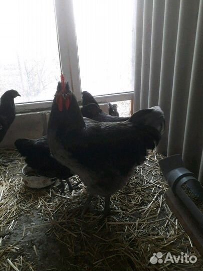 Петухи породные