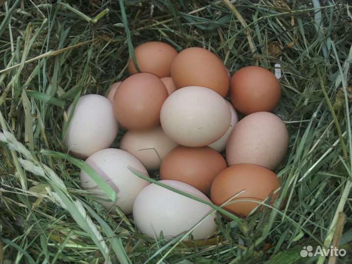 Домашние куриные яйца