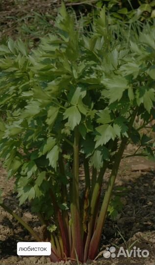 Многолетник мята тимьян хрен тархун лук петрушка