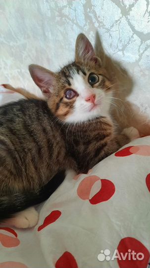 Котенок Барсик